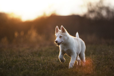 Rennender Brauner Husky, Magdeburg